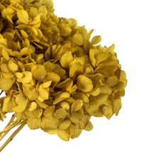 Load image into Gallery viewer, Vickerman 15” Yellow Hydrangea With Multiple Branch Segments. Preserved