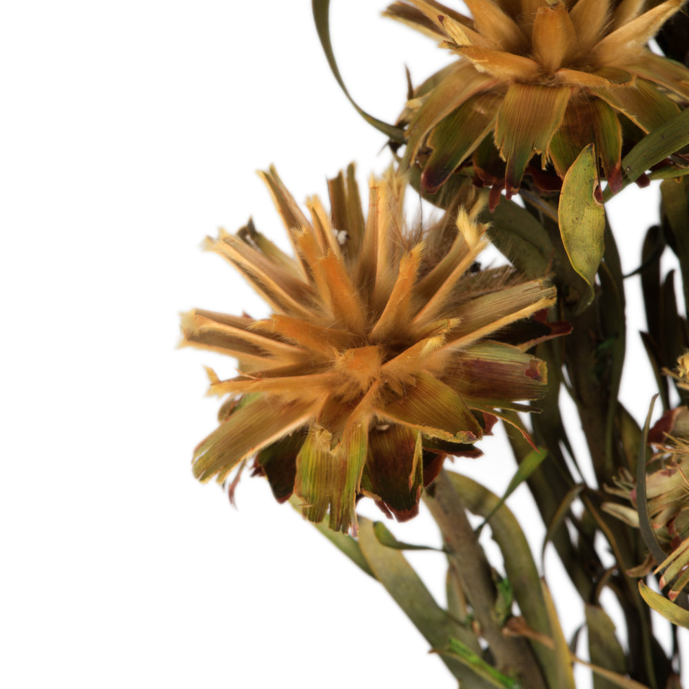 Vickerman 8-20" Aspen Gold Plumosum, Female, 8 Flower Heads per Bundle