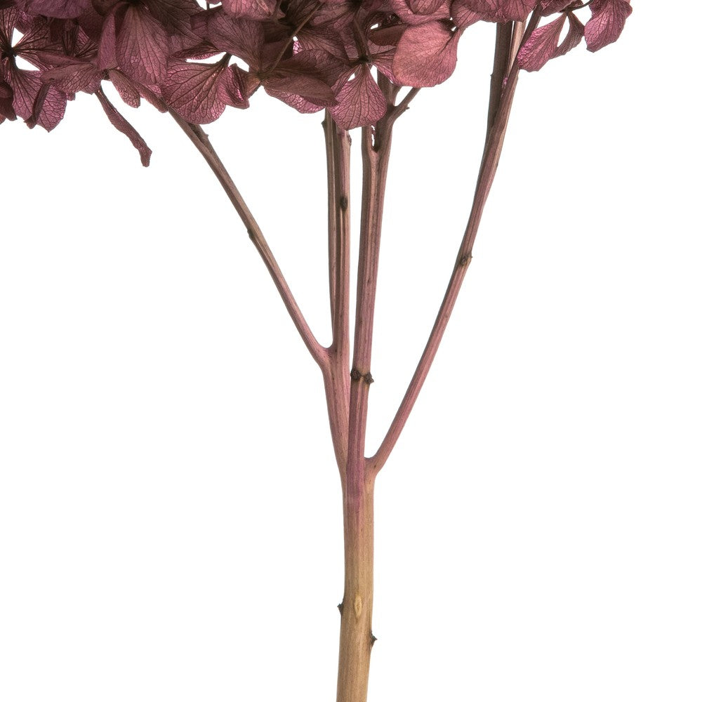 Vickerman 15" Purple Orchid Hydrangea with Multiple Branch Segments Preserved
