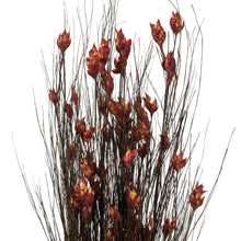 Load image into Gallery viewer, Vickerman 36-40&quot; Red Bell Grass With Seed Pods, 8-9 Oz Bundle, Preserved