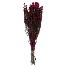 Load image into Gallery viewer, Vickerman 12-22&quot; Raspberry Phylica Bundle, Includes 10 Oz, Preserved