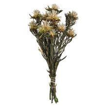 Load image into Gallery viewer, Vickerman 8-20&quot; Natural Plumosum, Female, 8 Flower Heads Per Bundle, Preserved