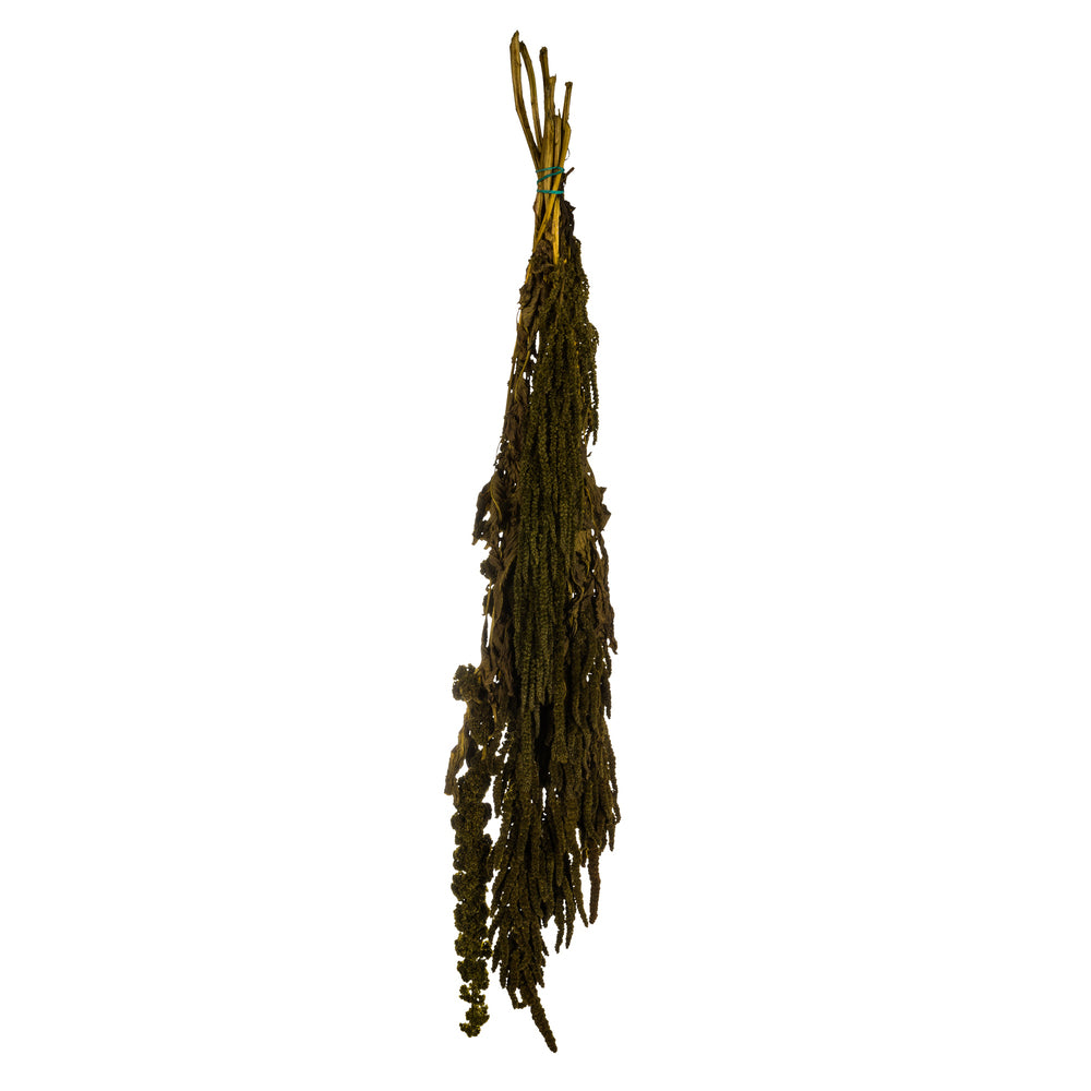 Vickerman 30" Light Green Amaranthus Bundle, Preserved