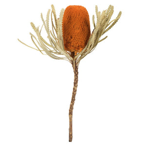Vickerman 12" Jumbo Autumn Banksia Flower With Stem, Pack of 3