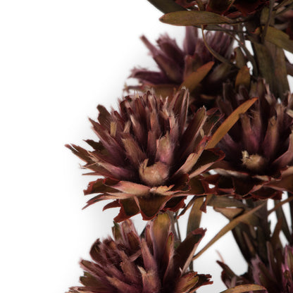 Vickerman 8-20" Purple Orchid Plumosum, Female, 8 Flower Heads per Bundle