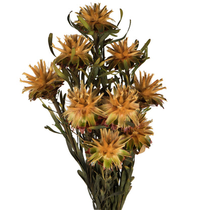 Vickerman 8-20" Aspen Gold Plumosum, Female, 8 Flower Heads per Bundle