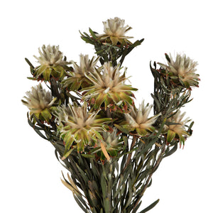 Vickerman 8-20" Natural Plumosum, Female, 8 Flower Heads Per Bundle, Preserved