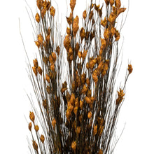 Load image into Gallery viewer, Vickerman 36-40&quot; Long Stem Bell Grass w/ Aspen Gold Colored Seed Pods,2 Packs