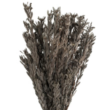 Load image into Gallery viewer, Vickerman 18-20&quot; Silver White Pubescens, 5 Oz Bundle, Preserved