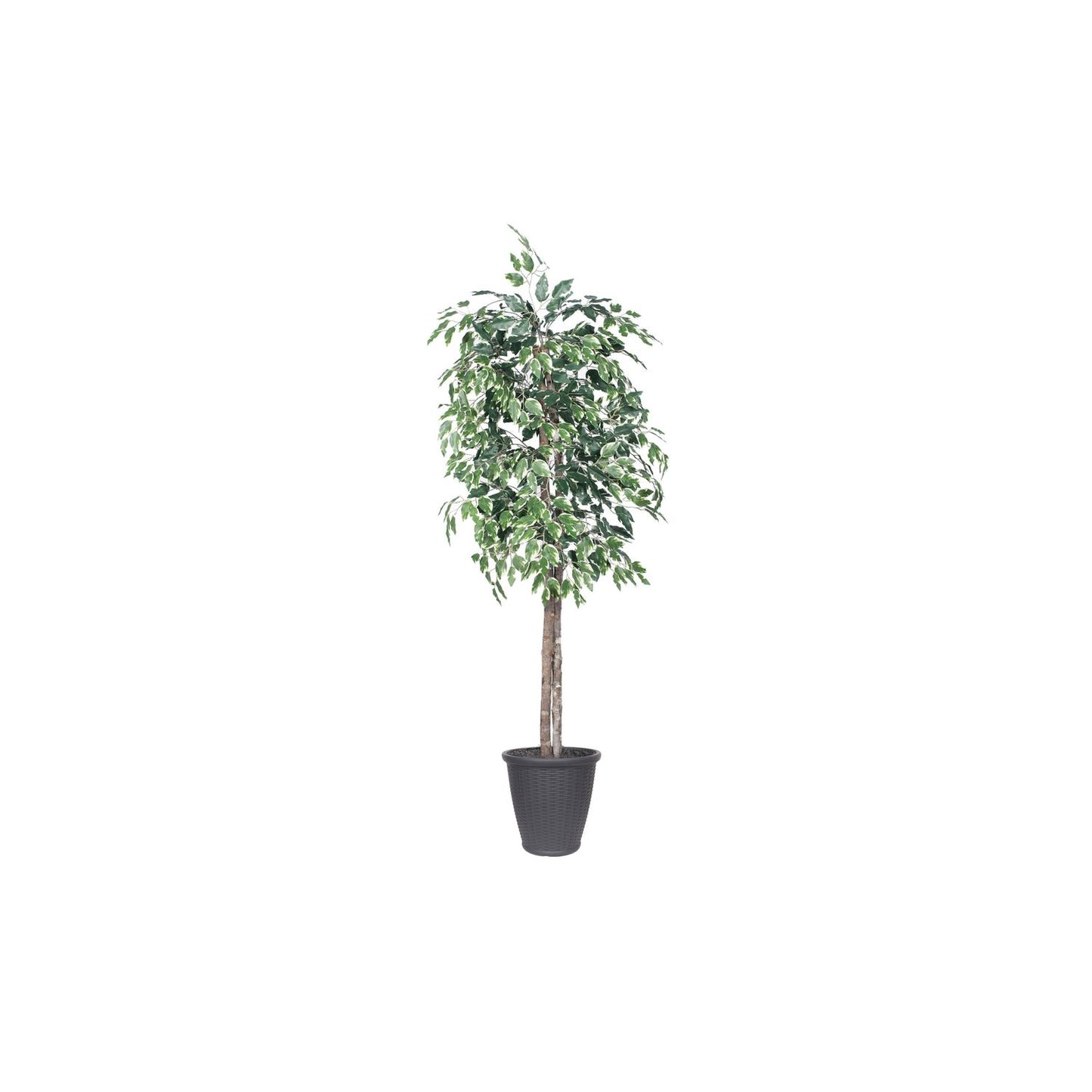 Vickerman 6' Artificial Variegated Ficus Tree, Gray Round Plastic Container