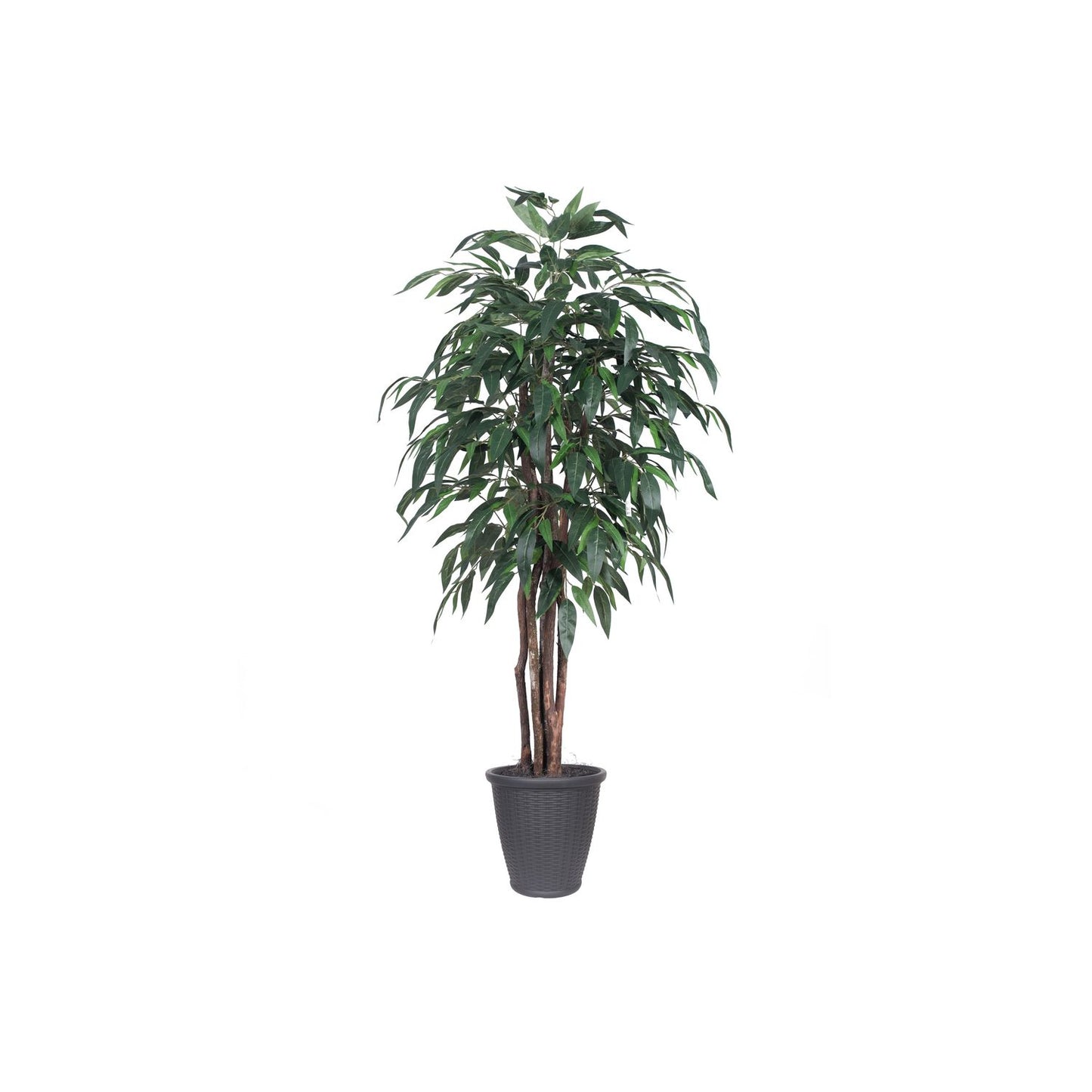 Vickerman 6' Artificial Mango Executive Tree, Gray Round Plastic Container, Silk