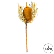 Load image into Gallery viewer, Vickerman 12&quot; Jumbo Aspen Gold Banksia Flower With Stem, Pack of 3