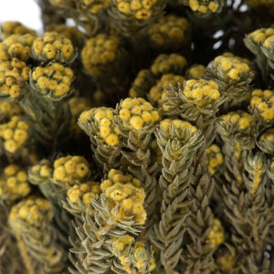 Vickerman 16-22" Yellow Cotton Phylica Flower, 4-5 Oz Bundle, Preserved