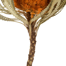 Load image into Gallery viewer, Vickerman 12&quot; Jumbo Autumn Banksia Flower With Stem, Pack of 3