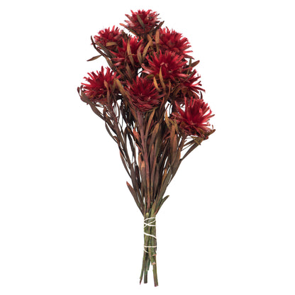 Vickerman 8-20" Red Plumosum, Female, 8 flower heads per bundle, Preserved