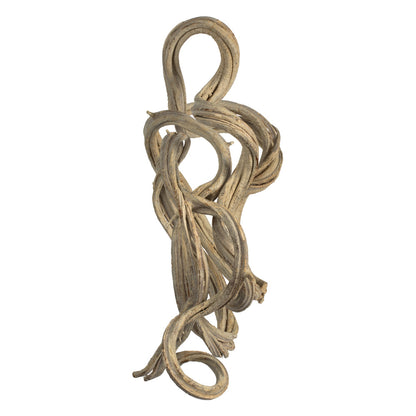 Vickerman 13" Bleached Coiled Vine, Dried