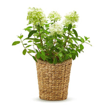Load image into Gallery viewer, Two&#39;s Company Rice Nut Weave Hanging Storage / Planter Basket