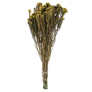 Vickerman 16-22" Yellow Cotton Phylica Flower, 4-5 Oz Bundle, Preserved