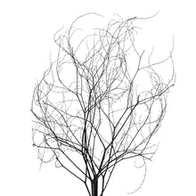 Load image into Gallery viewer, Vickerman 18-20&quot; Natural Brown Skeleton Branch 3 Packs, Dried