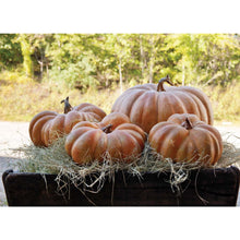 Load image into Gallery viewer, Park Hill Collection Rustic Modern Big Papa Pumpkin