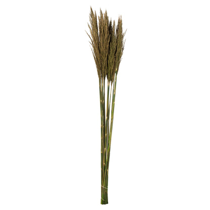 Vickerman 36" Natural Green Plume Reed Bundle, (30-40 stems), Preserved