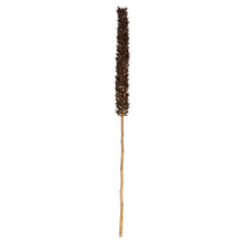 Load image into Gallery viewer, Vickerman 42-46” Natural Brown Cierus Stem. Includes 3 Stems, Dried