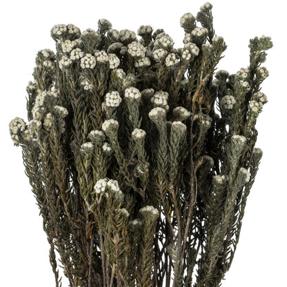 Vickerman 16-22" Natural Cotton Phylica Flower, 4-5 oz Bundle, Preserved