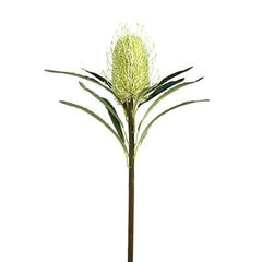 Torre & Tagus Protea Bloom 24" Stem, Green